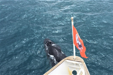 Reykjavik : Excursion d&#039;observation des baleines et des macareux