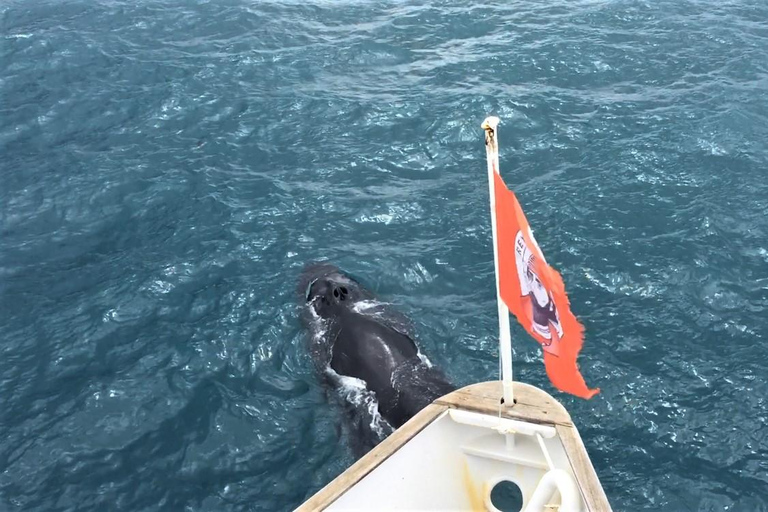 Reykjavik: Excursão para observação de baleias e puffins