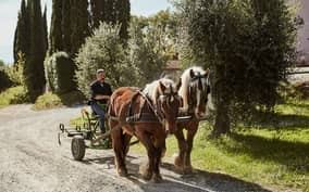 Fauglia: Carriage ride through vineyards and olive groves with a typical tasting