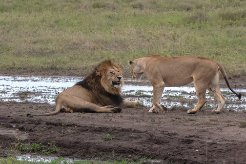 From Zanzibar: 2-Day Mikumi Safari & 2 Game Drives & flight