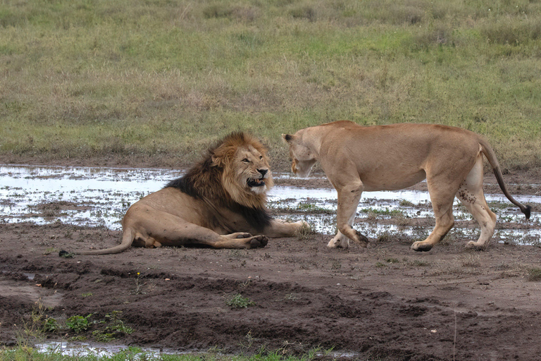 From Zanzibar: 2-Day Mikumi Safari & 2 Game Drives & flight