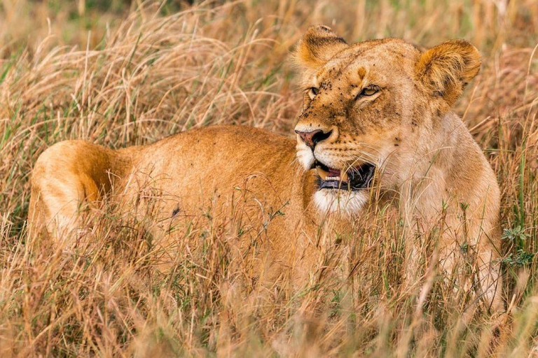 Game drive in Nairobi National Park met gratis halen en brengen