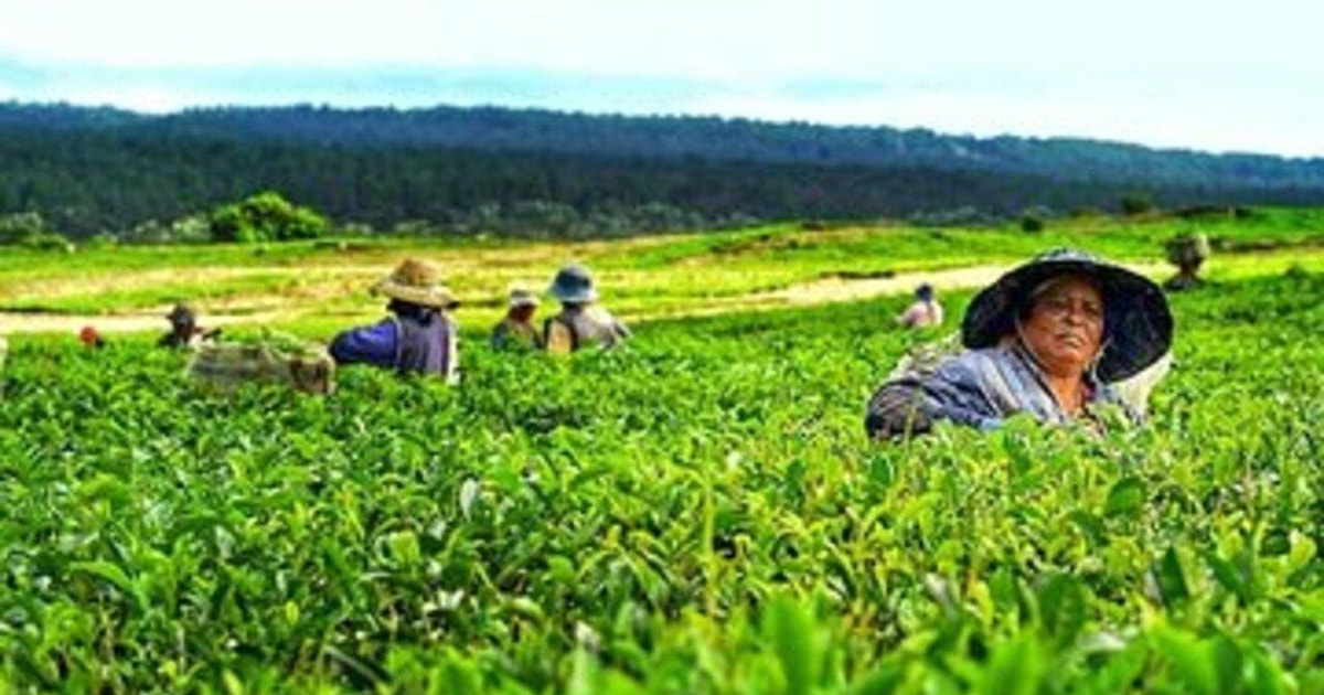 Tea Factory In Rivers State Private Southwest Day Tour with to Tea Factory & Tea tasting | GetYourGuide