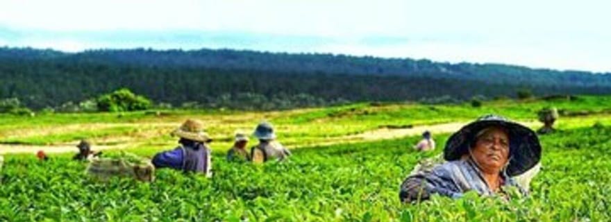 Excursion privée d'une journée dans le sud-ouest avec visite d'une fabrique de thé et dégustation de thé
