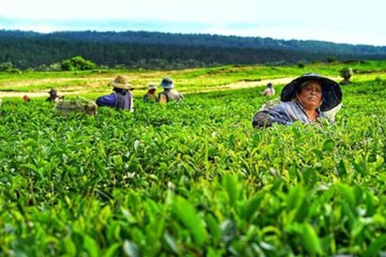 Excursion privée d'une journée dans le sud-ouest avec visite d'une fabrique de thé et dégustation de thé