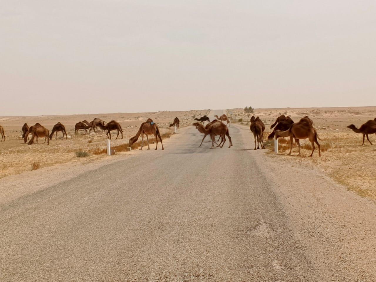 Fun Prestige Tour Sahara: 2-tägiges Sahara-Abenteuer