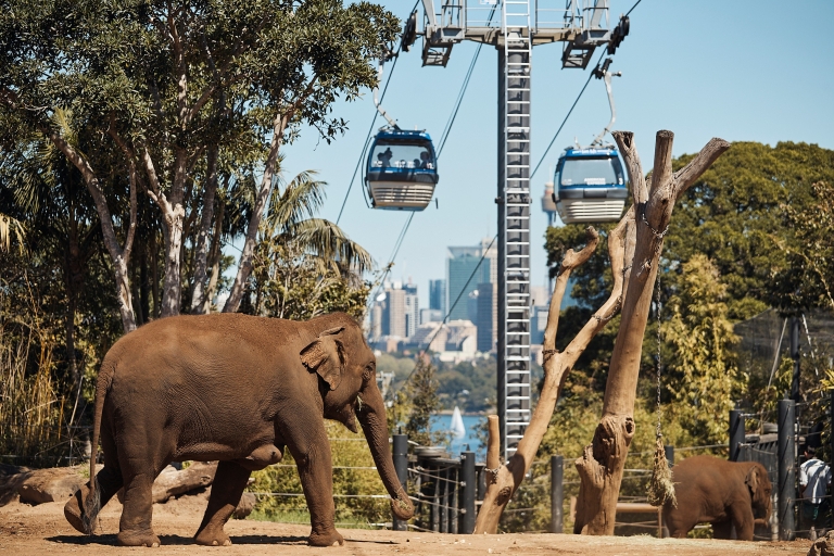Przejdź do Sydney Explorer Pass: Oszczędzaj pieniądze w Sydney's Attractions7 Wybór
