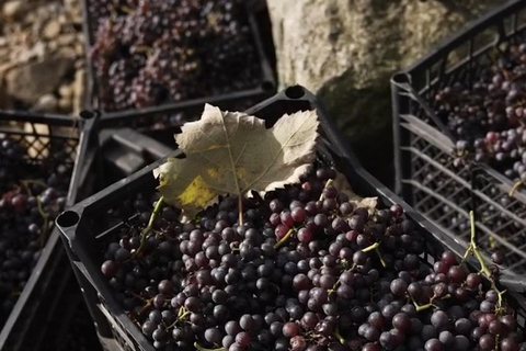 Adjara: Vineyard Tour with Wine Tasting and Lunch
