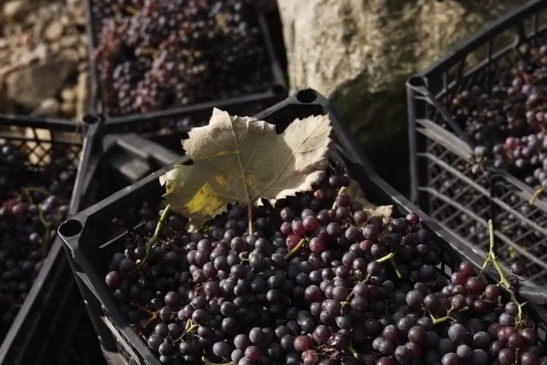 Adjara: Vineyard Tour with Wine Tasting and Lunch