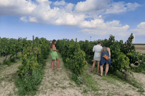 WINE TOUR WITH TASTING AND TRANSFER