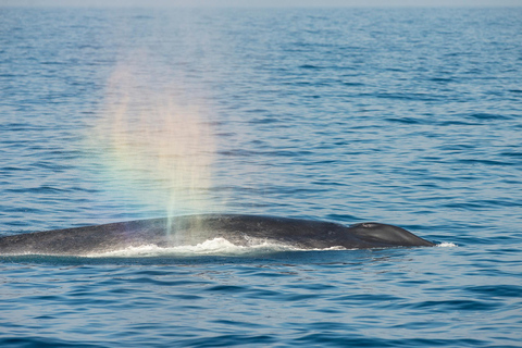 " Great Whales " - Education programme - Whales , Dolphins