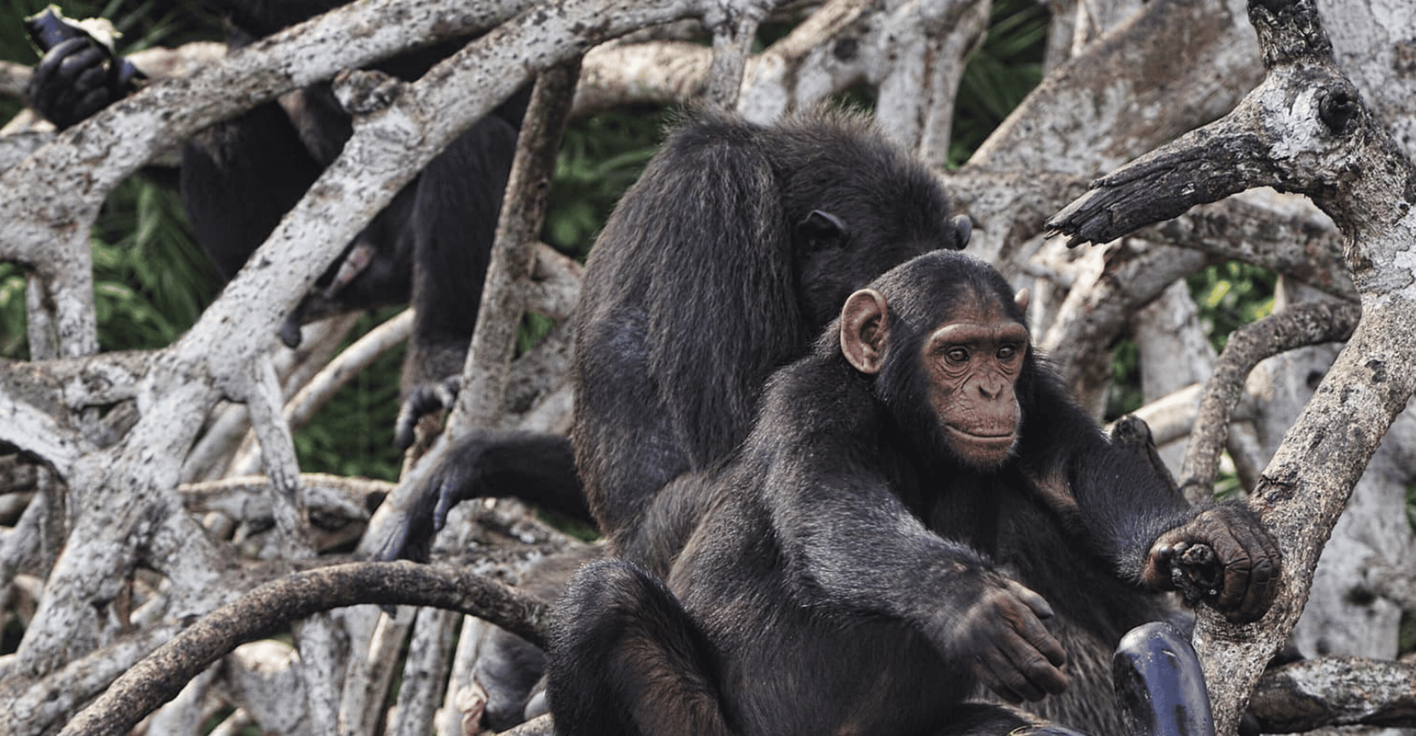 Observation of chimpanzees at Conkouati National Park, Pointe Noire ...