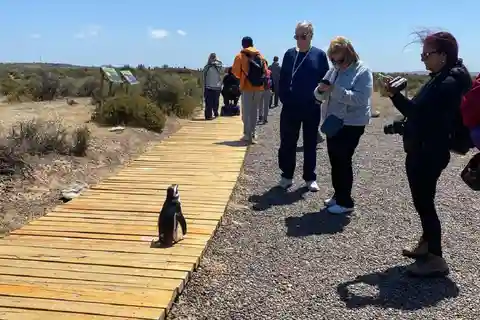 Punta Tombo privétour "Wandelen tussen de pinguïns".