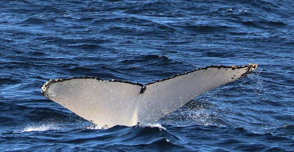 Sydney; Whale Watching