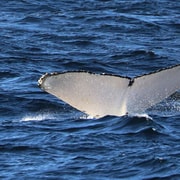 Sydney: Whale Watching
