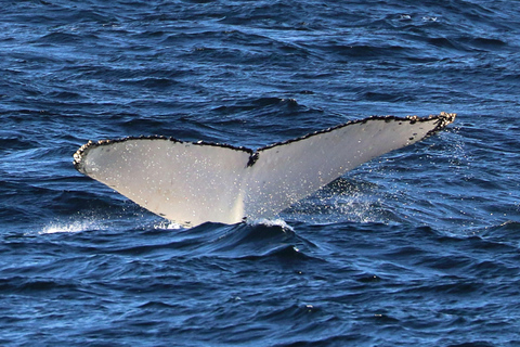 Sydney; Whale Watching