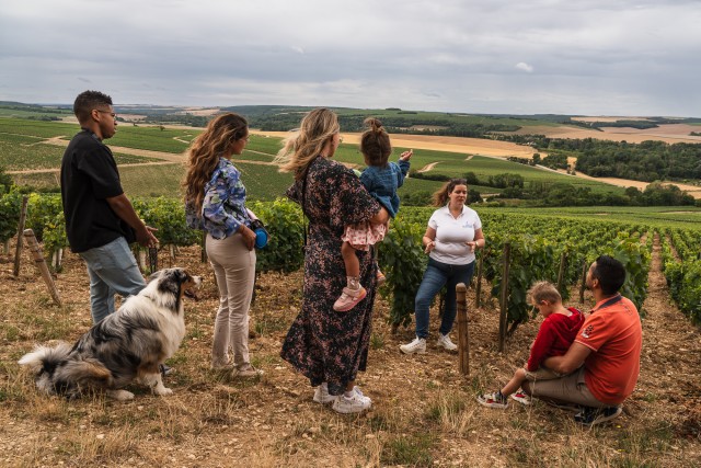 Visit Escapade and tasting in the Chablis vineyards in Auxerre