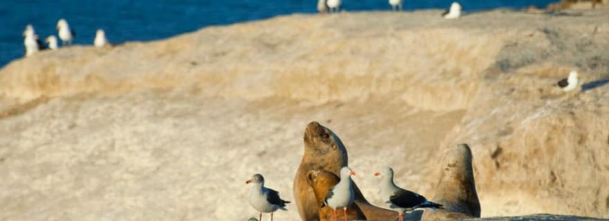 Punta Loma et visite citadine avec prise en charge