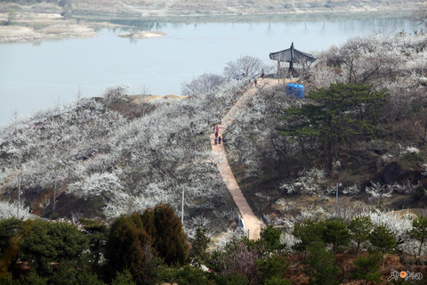 Seúl: Excursión de un día por la floración de los cerezos de primavera en CoreaGwangyangMaehwa y Jeonju desde la salida 8 de la calle Hongdae