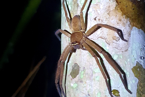 Khao Sok: Half-Day & Night Wildlife Trek and Jungle Dinner Option 6: Half-Day & Night Trek with Dinner From Khao Lak
