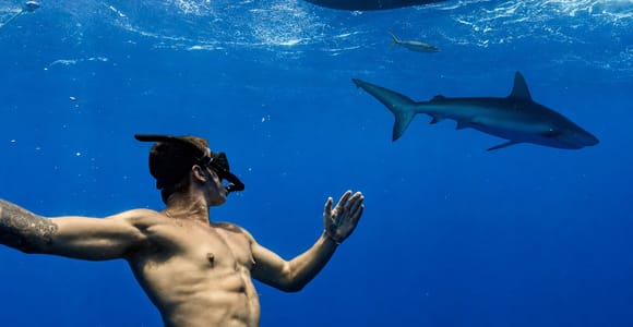 Oahu North Shore: Cage-Free Shark Dive Tour