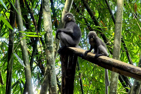 Khao Sok: All-Inclusive Day & Night Trek with Bamboo Dinner Option 2: Day & Night Trek with Bamboo Dinner From Khao Sok