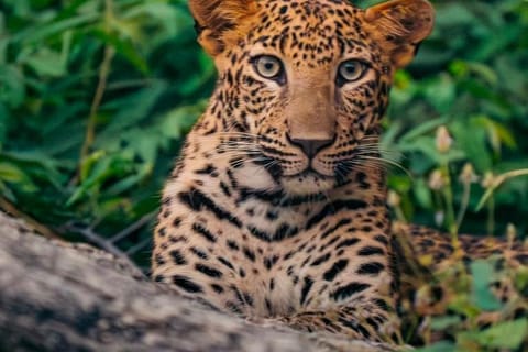 From jaipur: Jhalana/Aamagarh gypsy leopard jungle safari