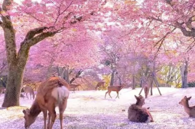 From Kyoto/Osaka: Kyoto & Nara Private Tour with Pickup