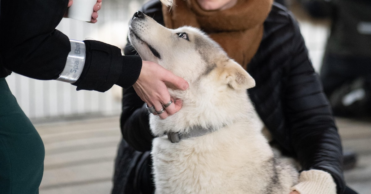 Reykjavík: Husky Kennel Visit with Hot Drinks | GetYourGuide
