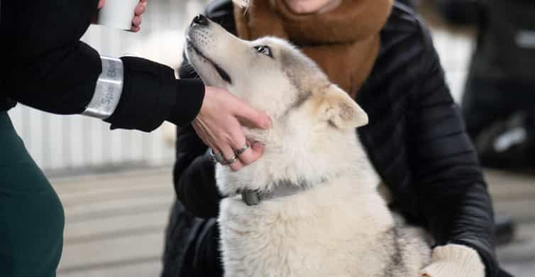 Husky-Zwingerbesuch