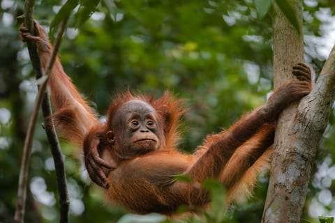 Orangutan Borneo Pangkalan Bun 3-Day Jungle Cruise Adventure - Image 2