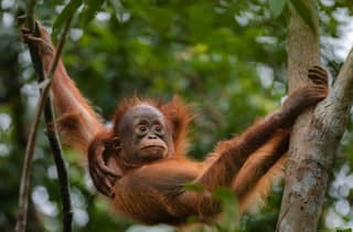 Orang-Utan Borneo Pangkalan Bun: 3-tägiges Dschungel-Abenteuer