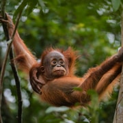 Orangutan Borneo Pangkalan Bun 3-Day Jungle Cruise Adventure Orangutan Borneo Pangkalan Bun 3-Day Jungle Cruise Adventure