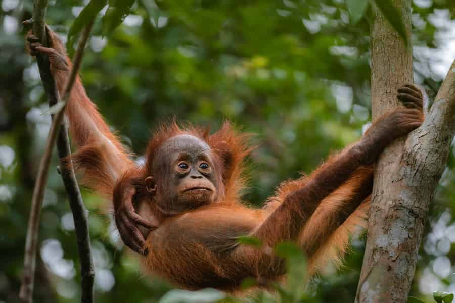 Orang-Utan Borneo Pangkalan Bun: 3-tägiges Dschungel-Abenteuer. Foto: GetYourGuide