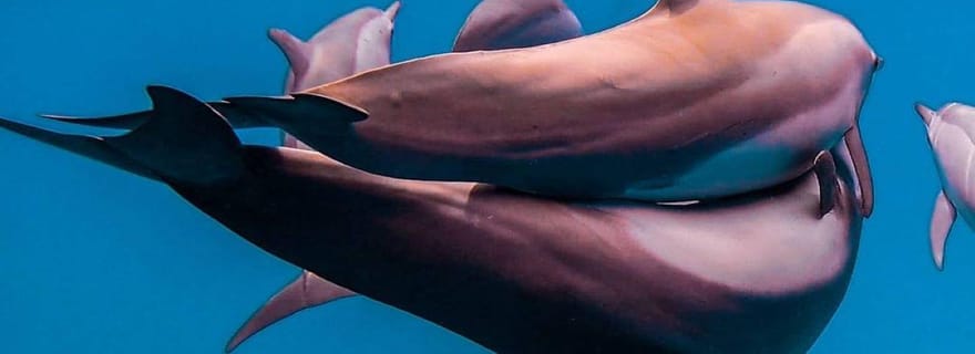 Visite de la grotte de Salaam, grotte de Kuza, restaurant The Rock, plage de Paje