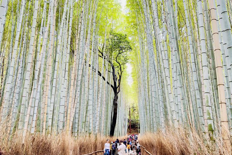 Kyoto Private Day Tour with Luxury Vehicle & English Guide