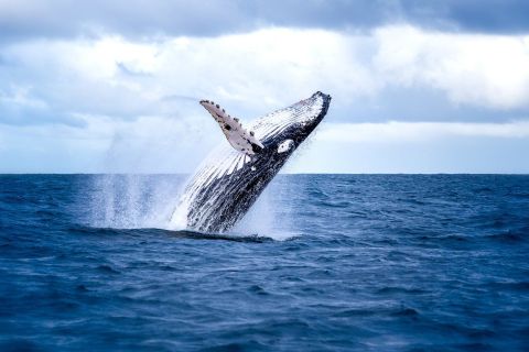 Hilo: Small-Group Humpback Whale Expedition