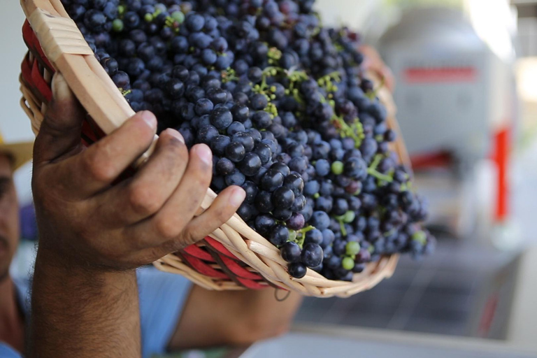 Durres/Tirana unique wine tour experience of Albanian Winery