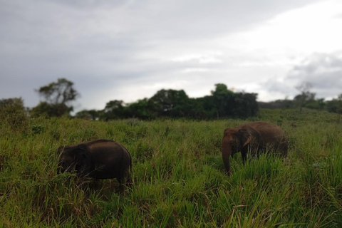 Dambulla/Sigiriya/Habarana: Safari w Parku Narodowym Minneriya