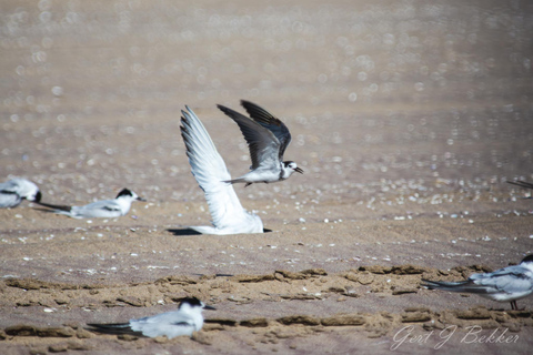 Walvis Bay : Pelican Point Birding and Cape Fur seal tour