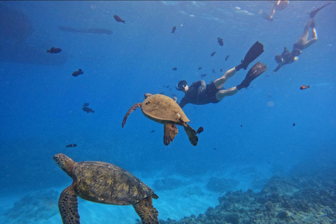 Waikiki : Visite en petit groupe du Turtle Canyon avec masque et tuba