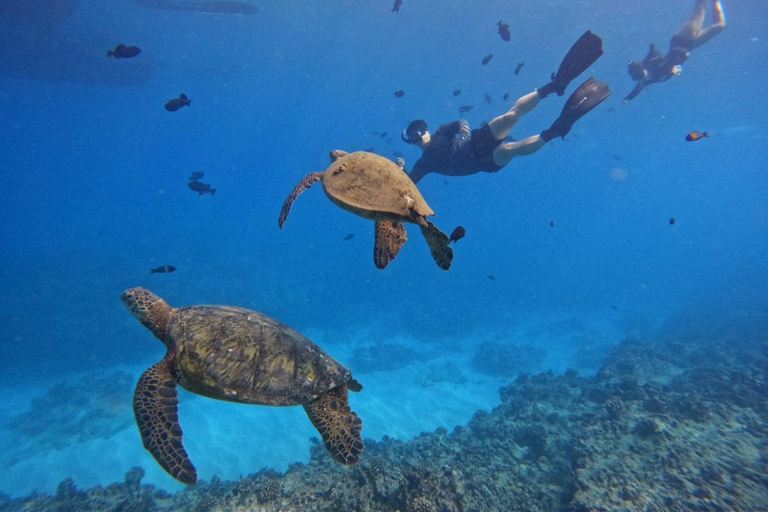 Waikiki : Visite en petit groupe du Turtle Canyon avec masque et tuba