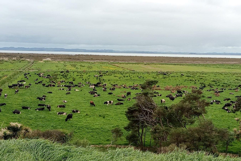 Sheep & Beef Working Farm Private Tour
