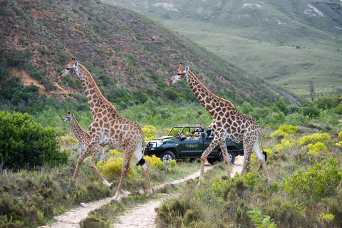 Kapstaden: Privat safari i Aquila-reservatet med lunch på vingård