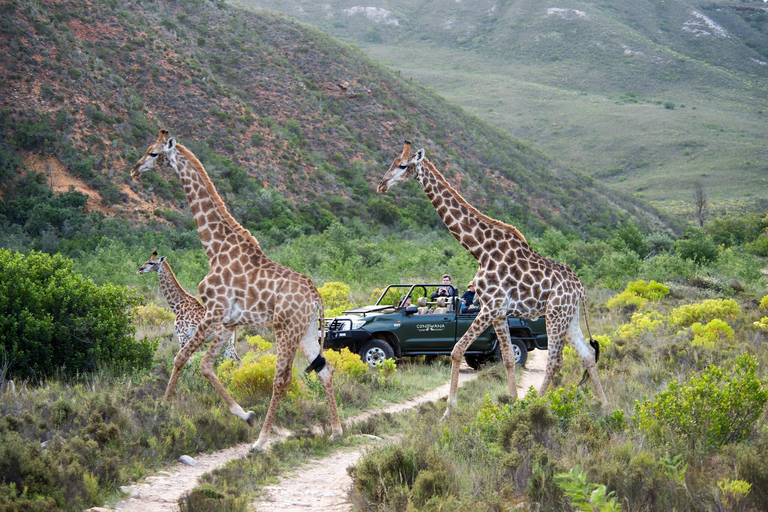 Le Cap : Safari privé dans la réserve d'Aquila avec déjeuner dans un vignoble