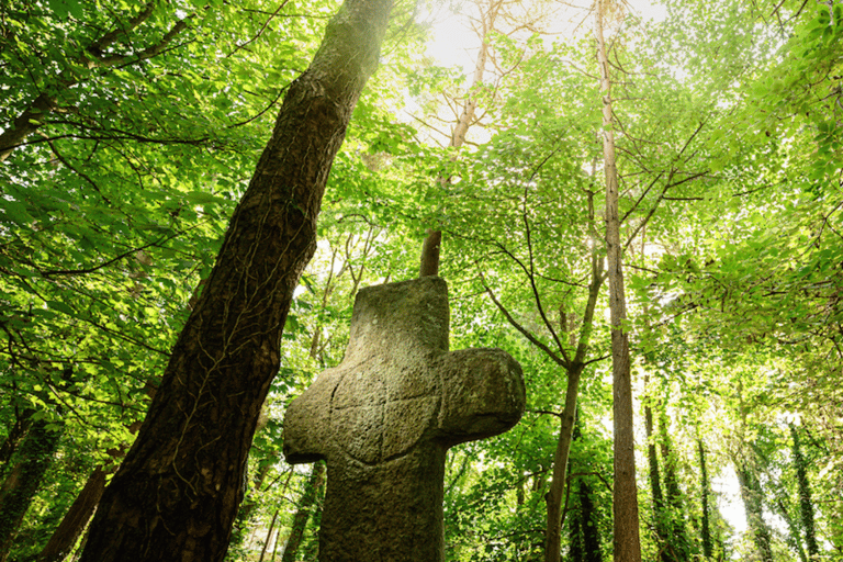 Wexford: Explore an Ancient Woodland with an Irish Witch