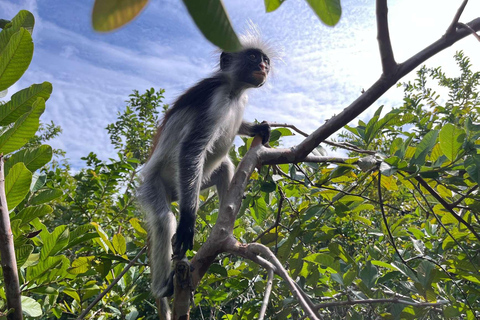 Zanzibar: Mnemba Island, Jozani forest & The Rock restaurant Private tour no Hotel pick up and drop-off included