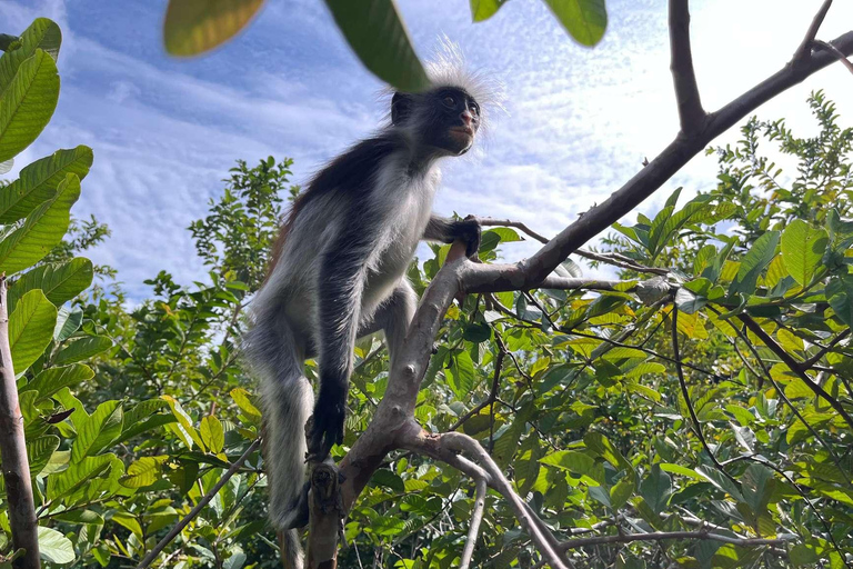 Zanzibar: Mnemba Island, Jozani forest & The Rock restaurant Private tour no Hotel pick up and drop-off included