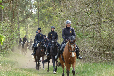 Hirschburg : randonnée équestre pour débutants