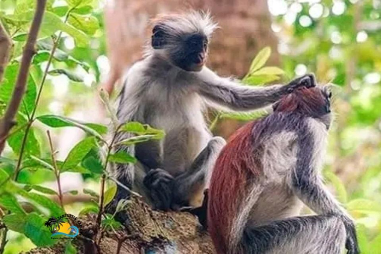 Zanzibar: Visita guiada ao Parque Nacional da Floresta Jozani